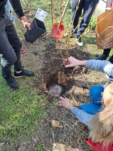 A tanulók fát ültetnek.