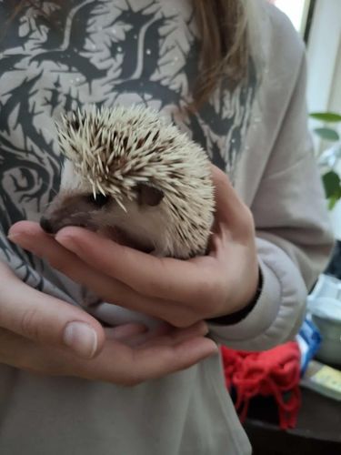 Süni a kézben