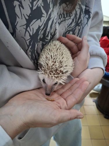 Süni a kézben